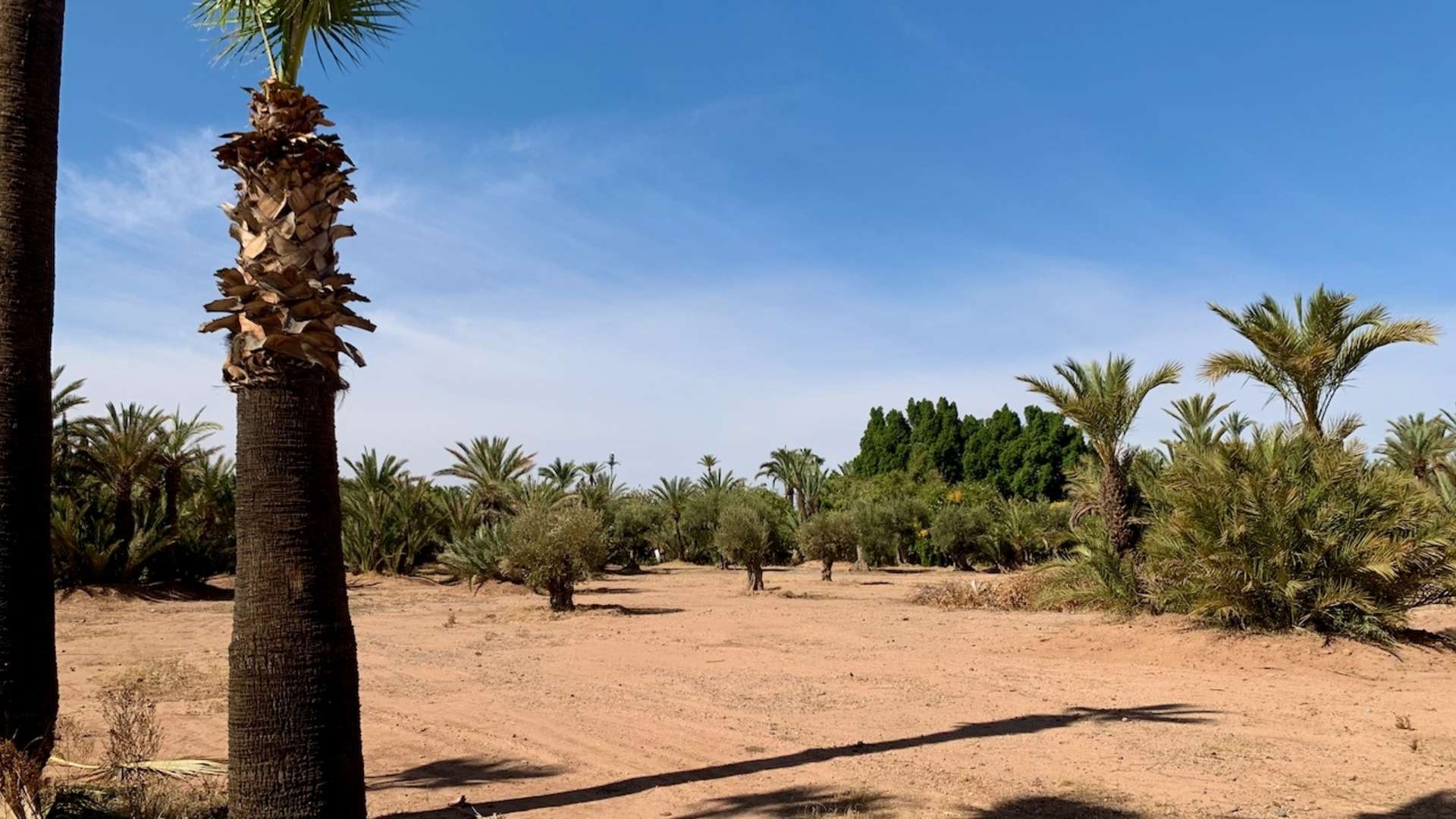 Vente,Terrains & Fermes,Terrain titré pour villa au triangle d’or de la Palmeraie à Marrakech,Marrakech,Palmeraie