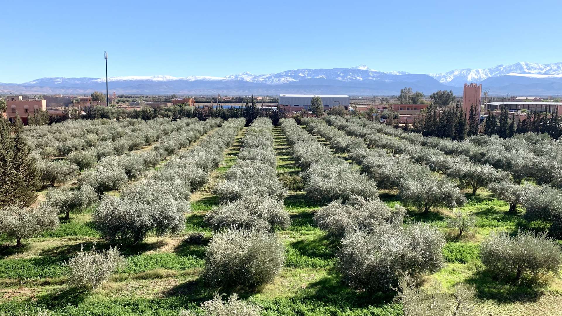 Vente,Terrains & Fermes,Ferme 4 ha plantée d’oliviers avec maison traditionnelle de 5 chambres ,Marrakech,Route de l'Ourika